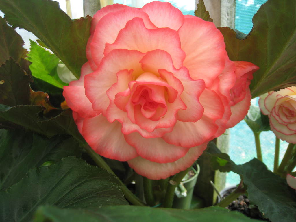 B. ‘Moonlight & Roses’